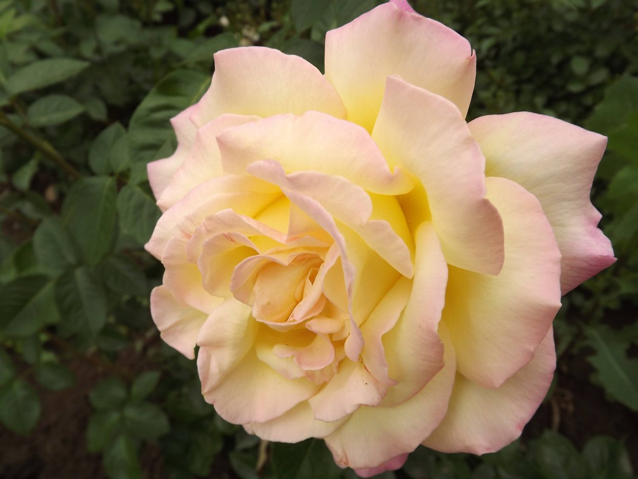 Роза Глория Дейл