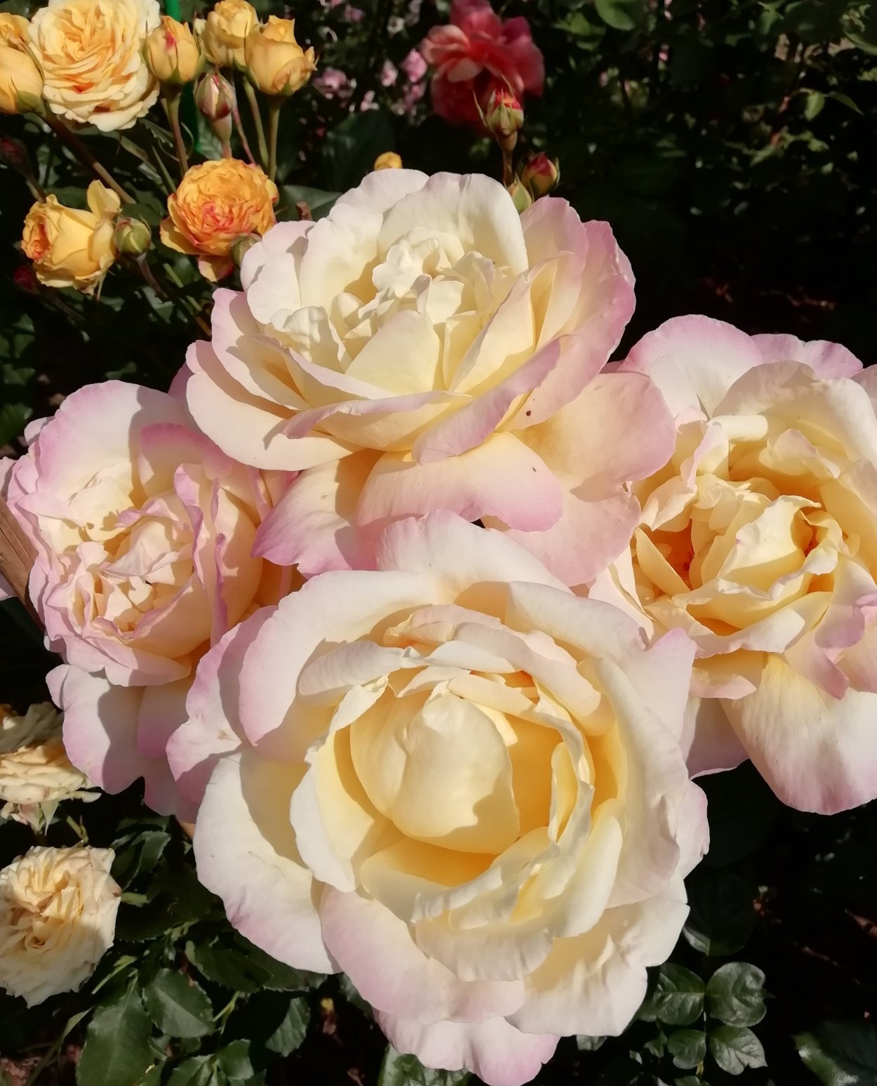 Роза чайно-гибридная Глория дей