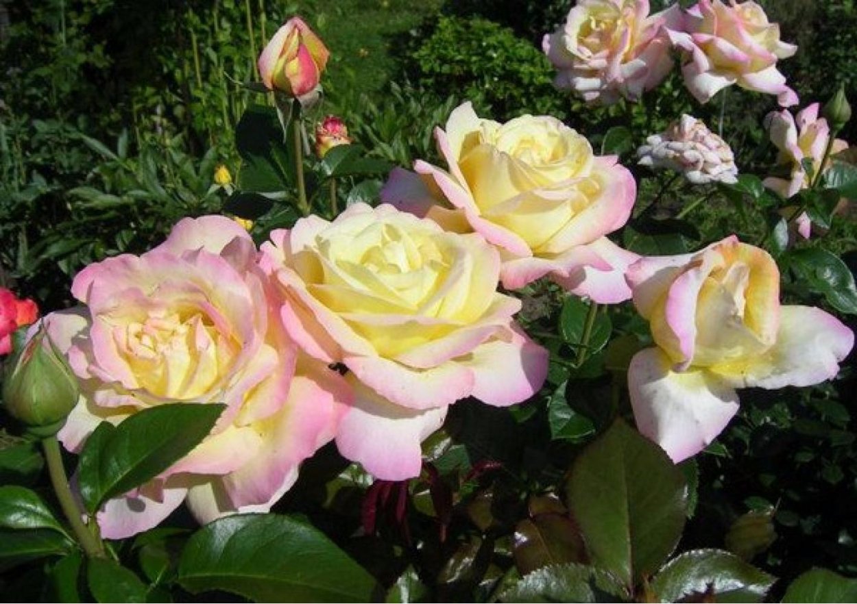 Роза чайногибридная Глория Дэй