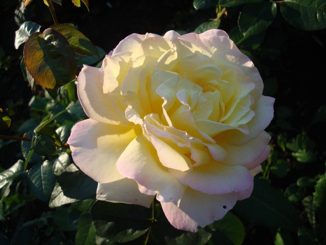 Роза Глория дей плетистая