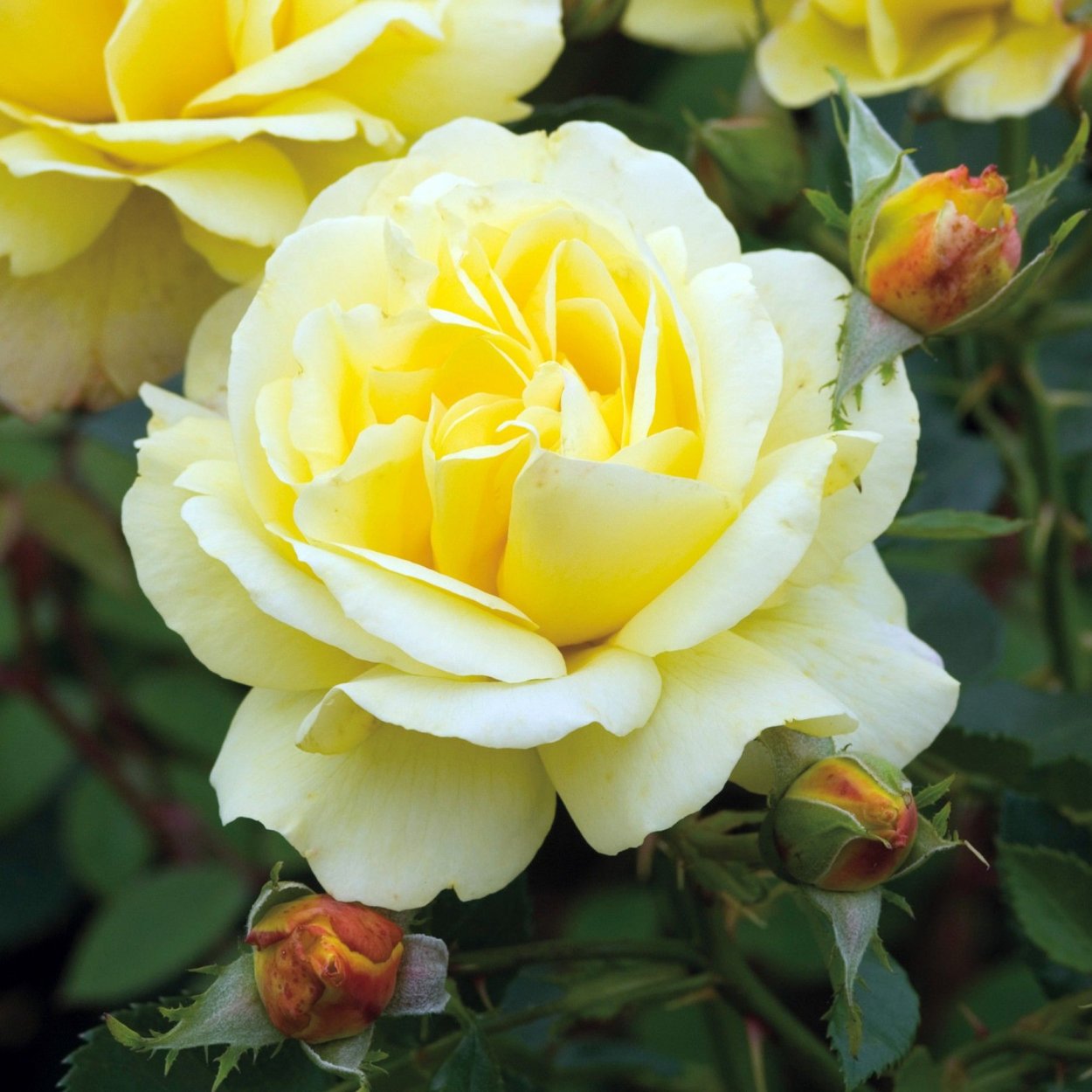 Мод роза Крис