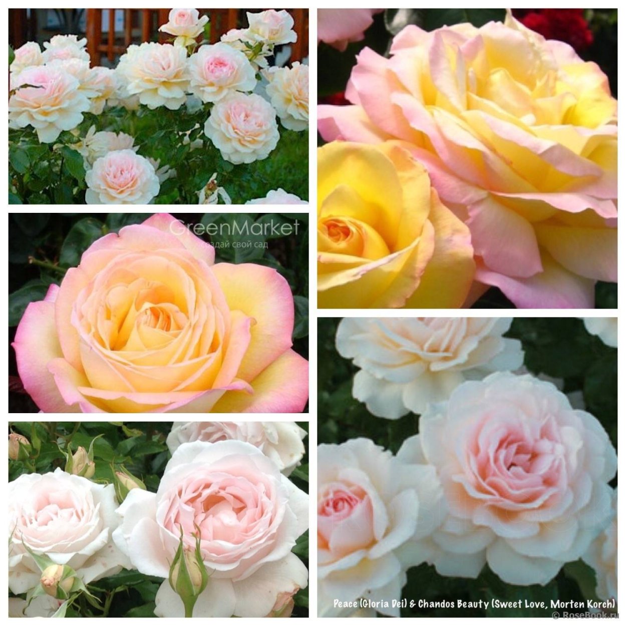 Штамбовая роза Глория дей