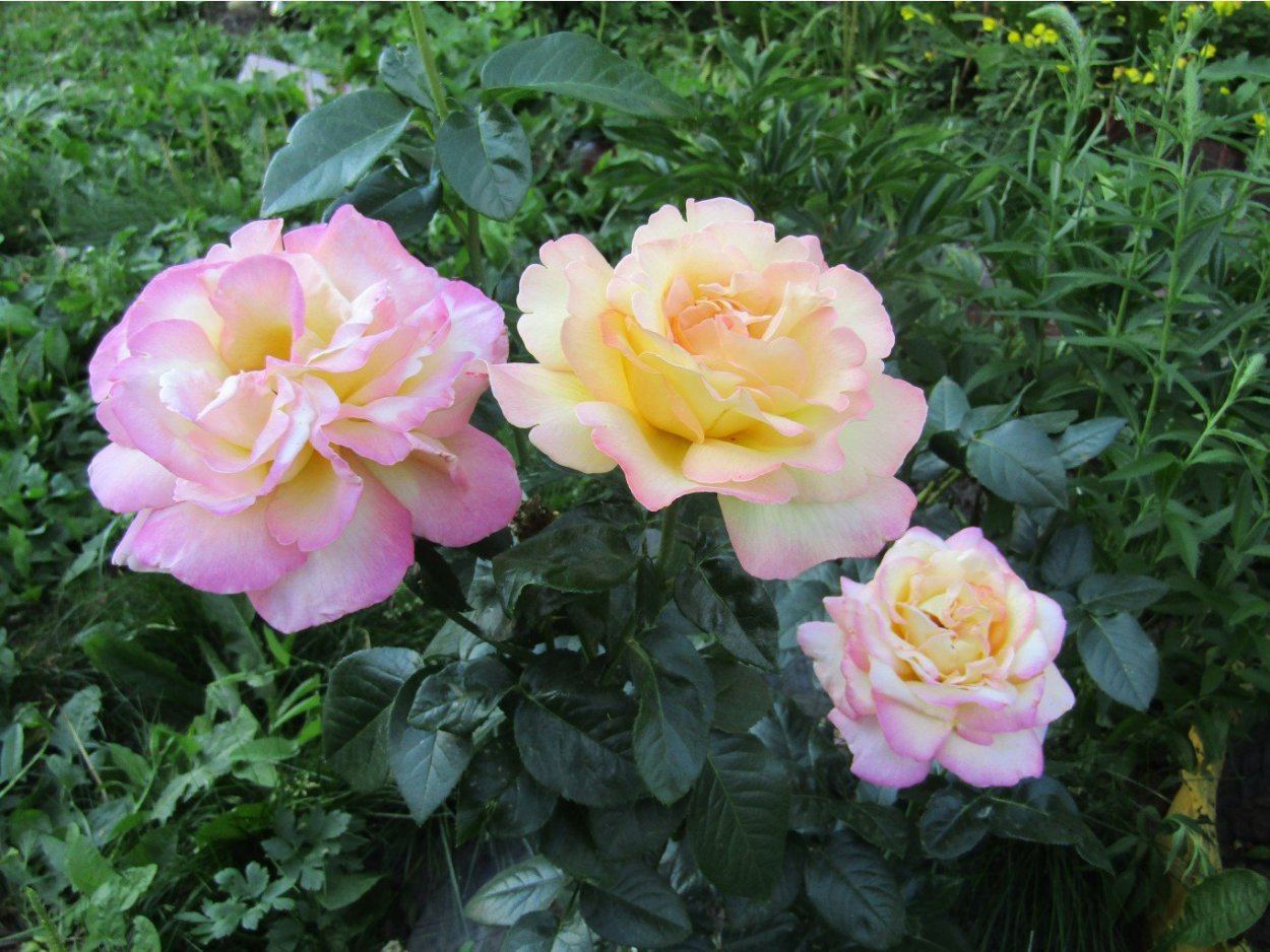 Розы чайно гибридные Глория