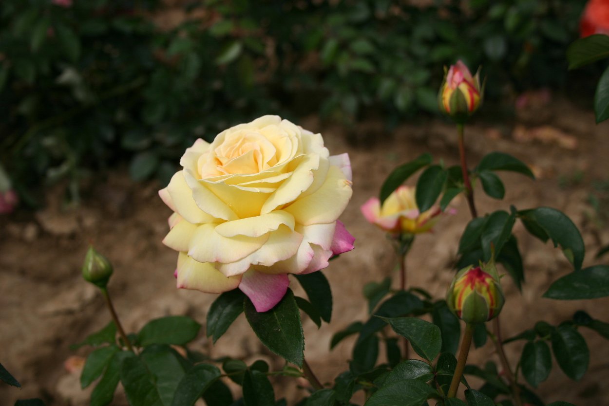 Розы чайно гибридные Глория