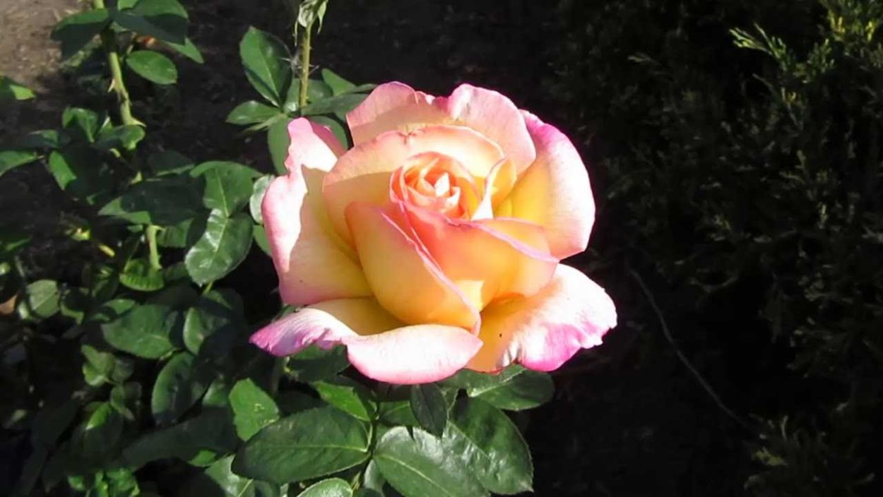 Роза Глория Клайминг