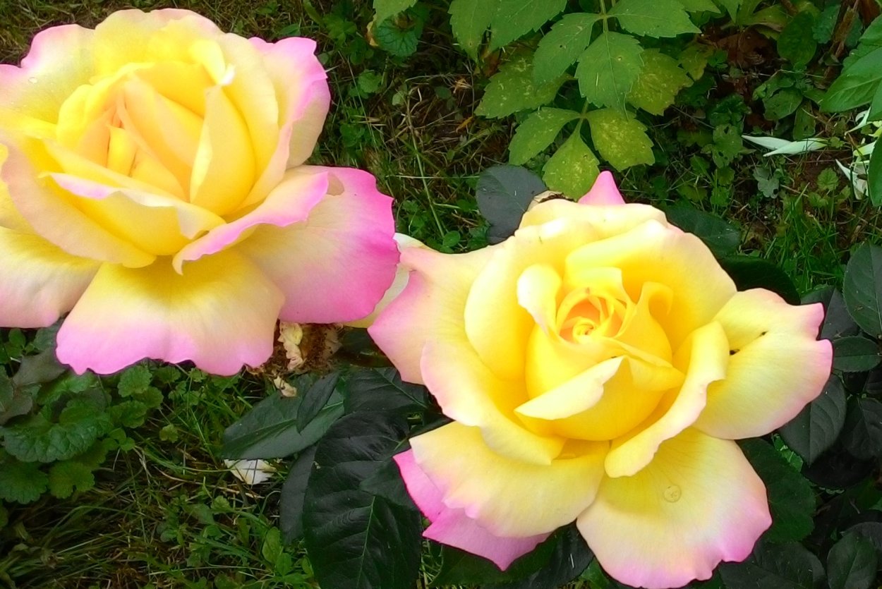 Роза Глория дей энциклопедия роз