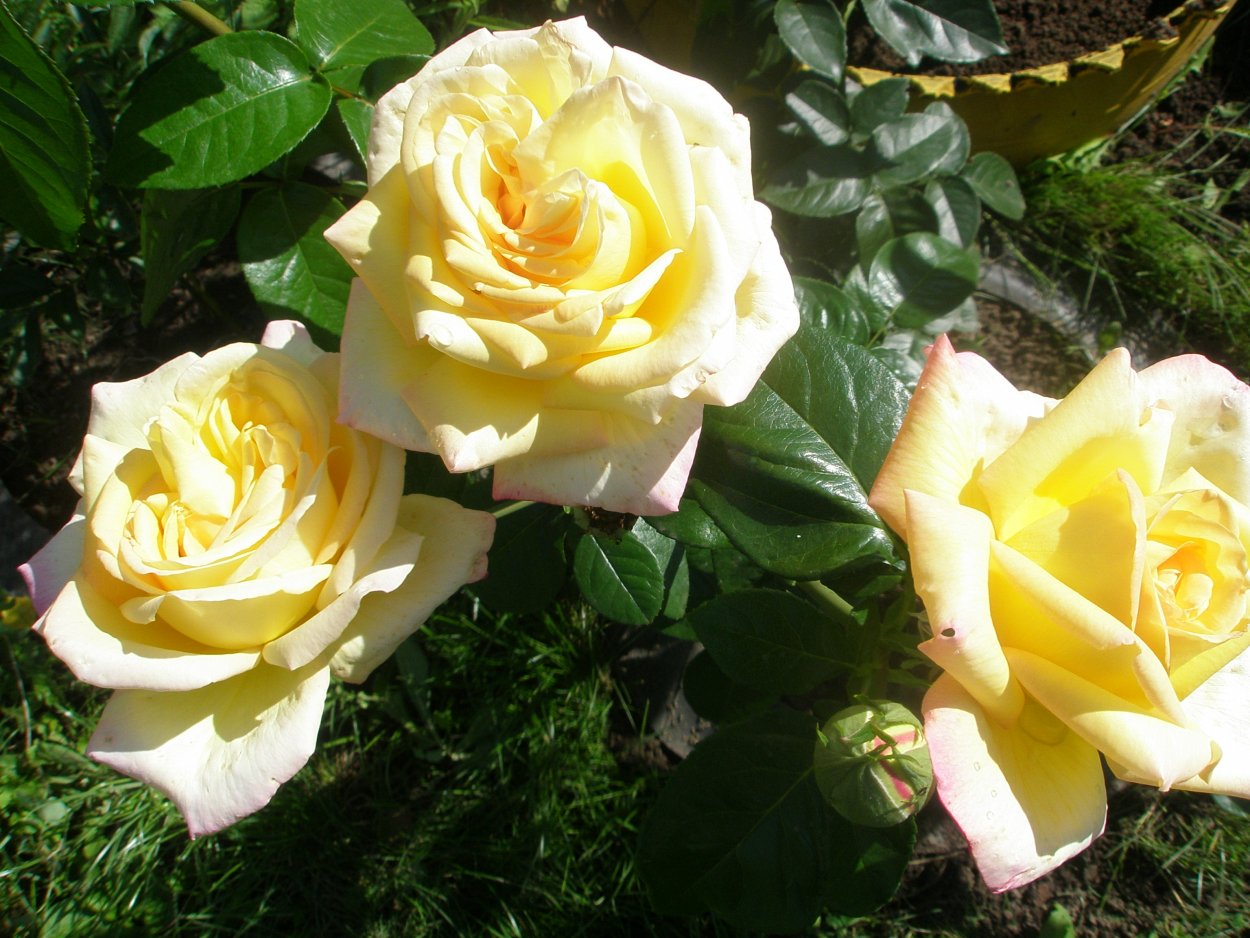 Розы чайно гибридные Глория