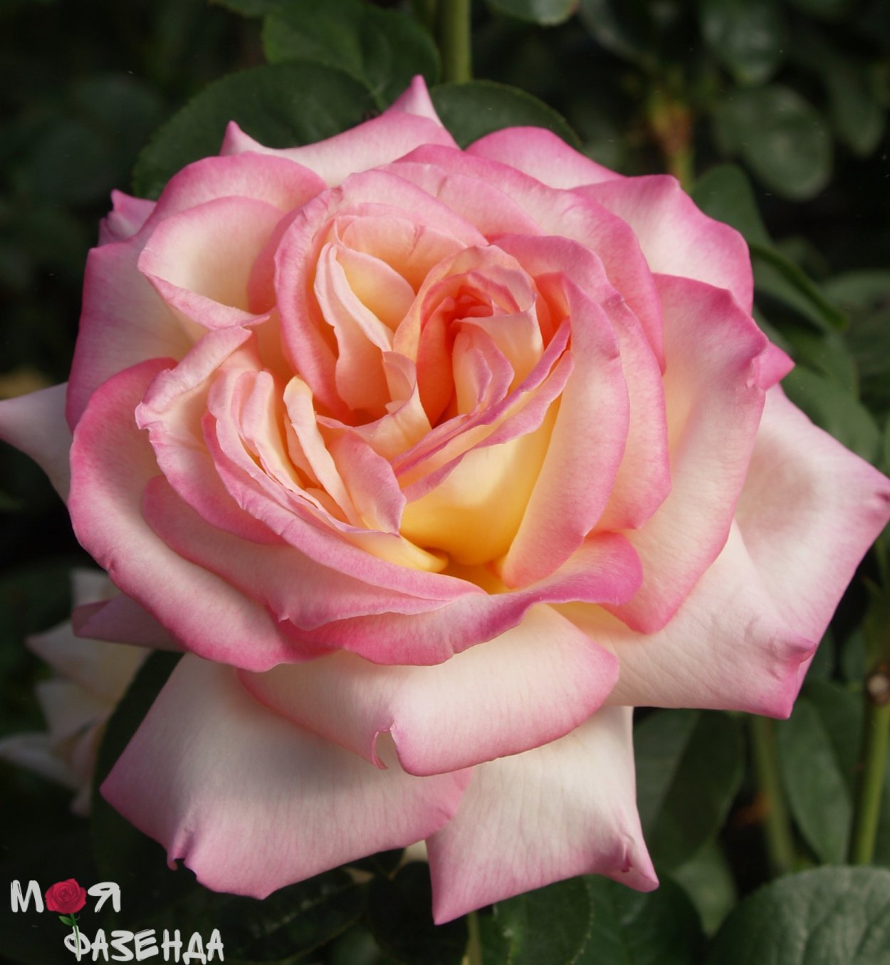 Роза Глория дей (Gloria dei)