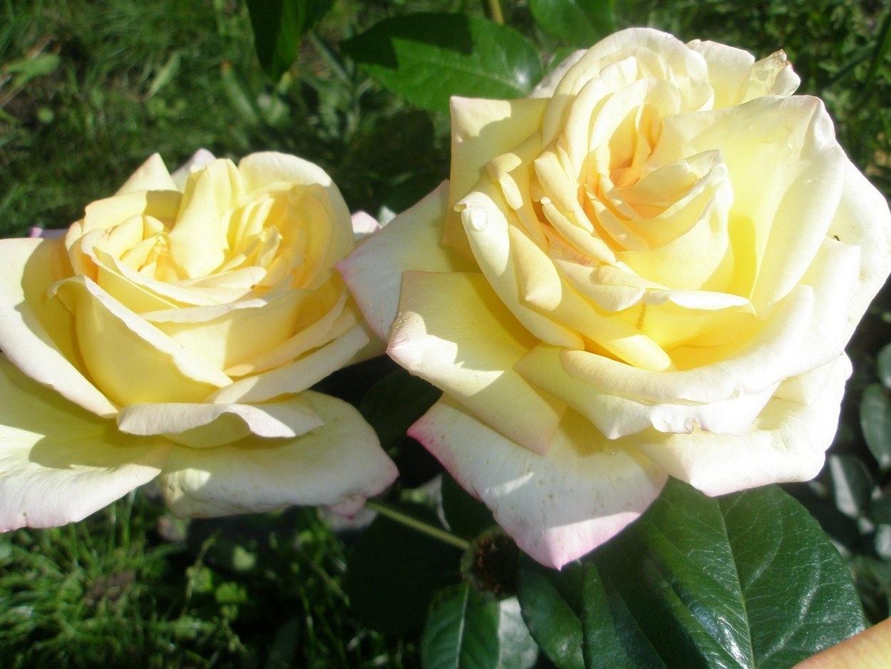 Роза плетистая Глория Клайминг