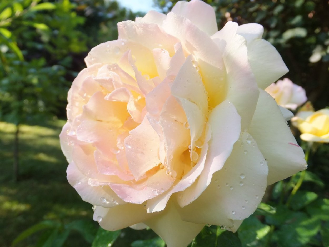 Роза мира Глория дей