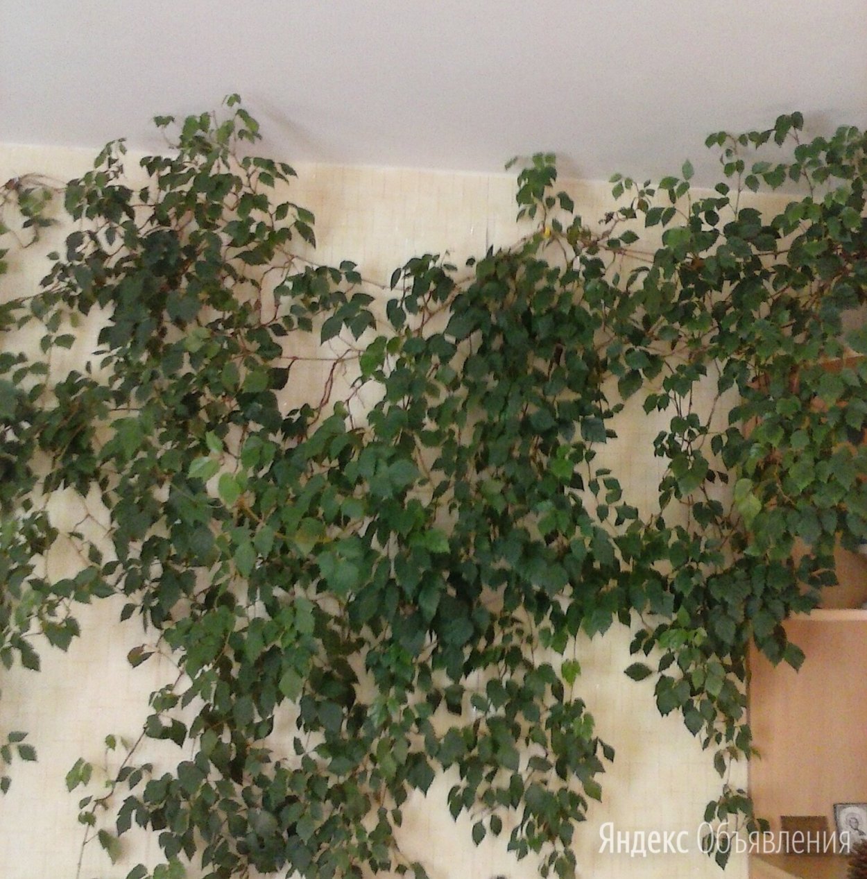 Циссус комнатная Березка