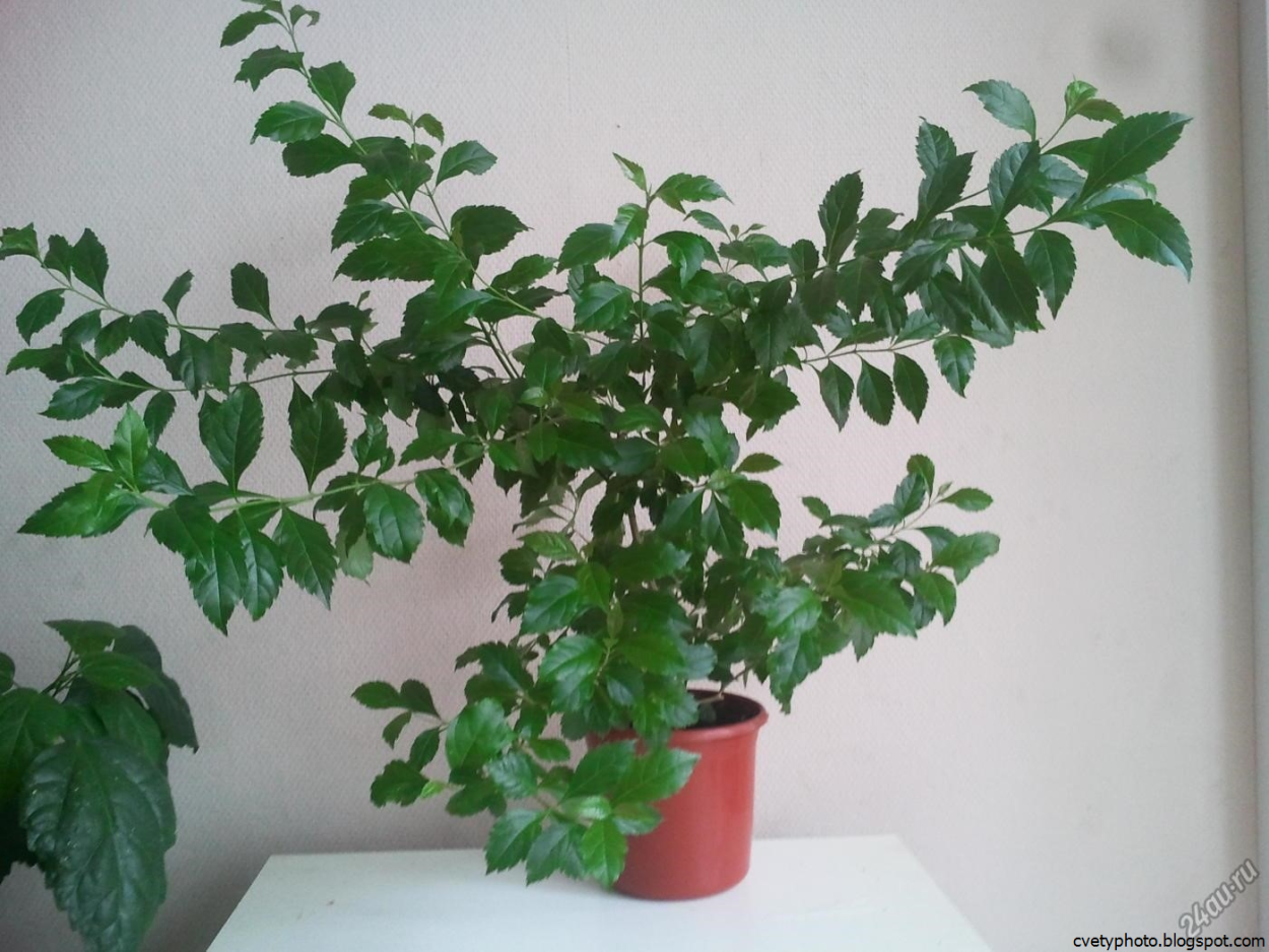 Дуранта комнатная Березка