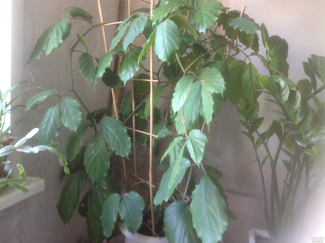 Циссус тетрастигма