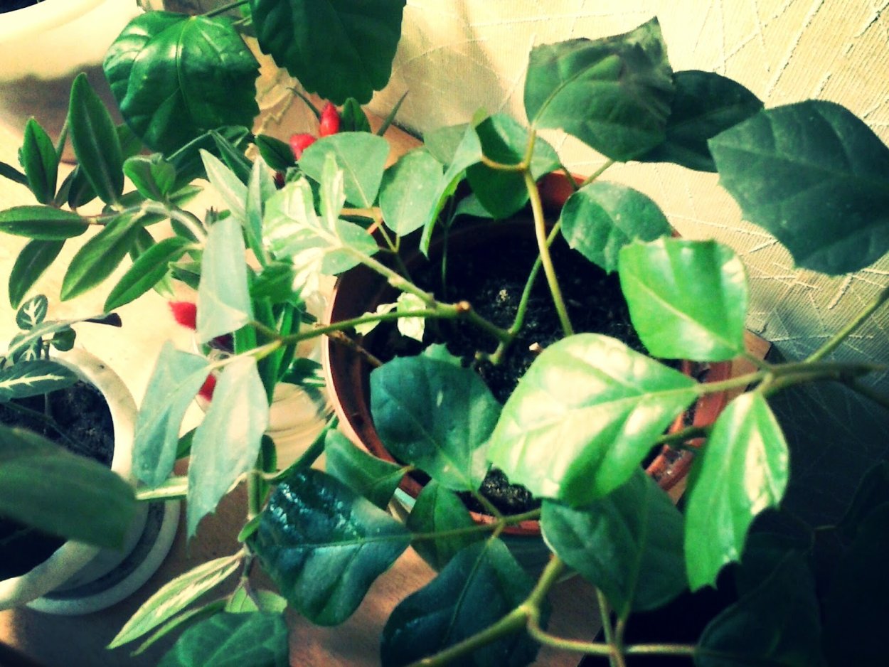 Берёзка цветок комнатный цветение