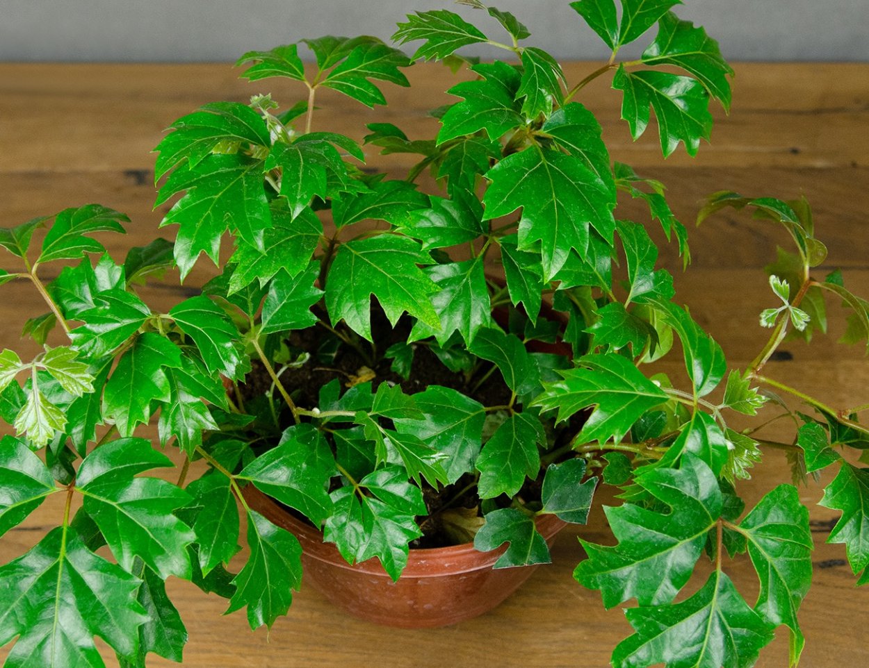 Комнатная Лиана роициссус