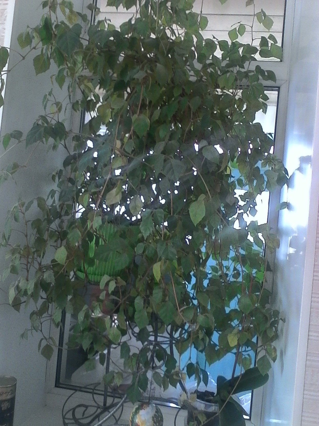 Растение Березка