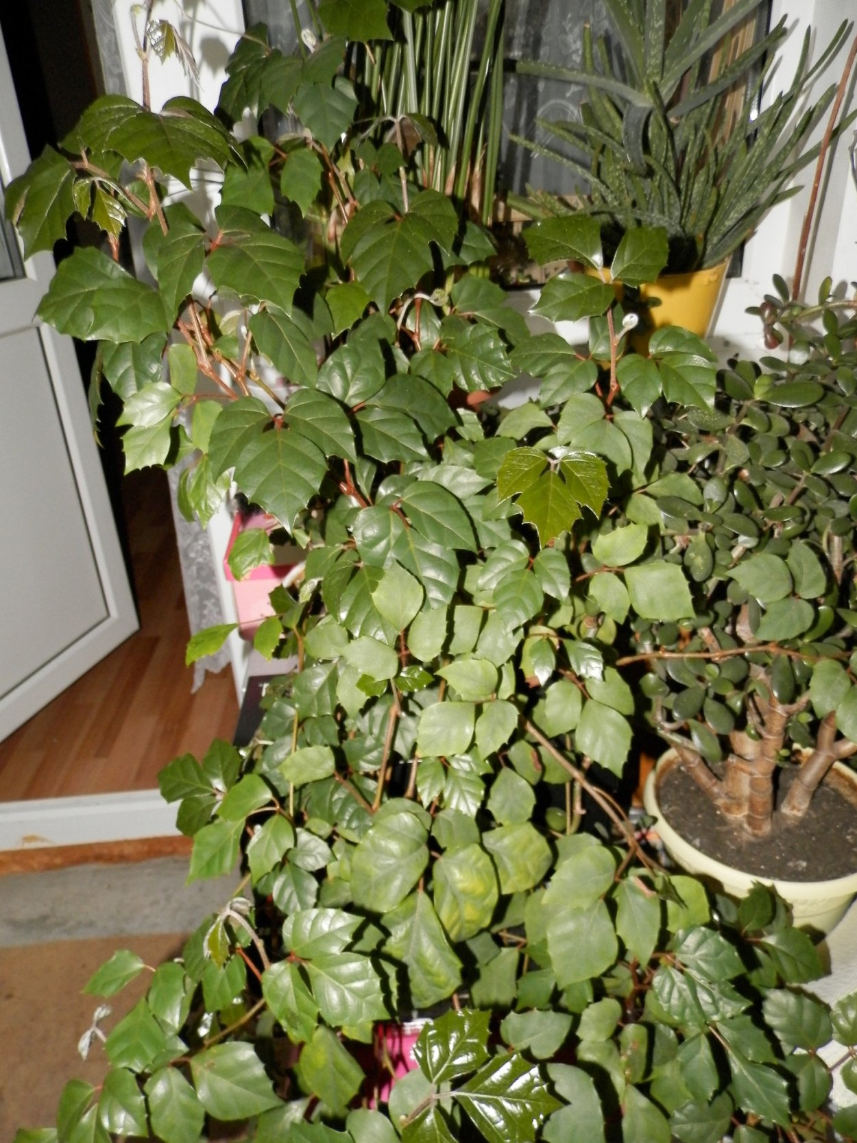 Циссус комнатная Березка