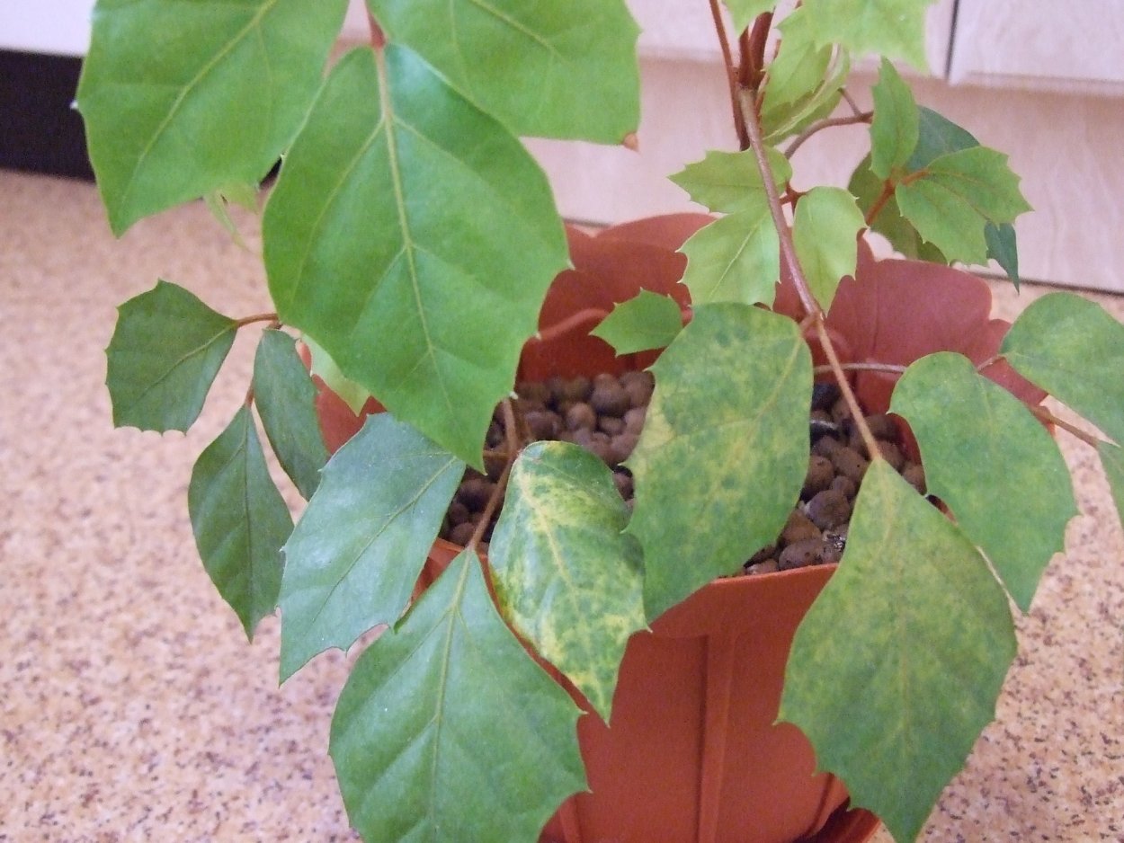 Цветок циссус Березка болезни