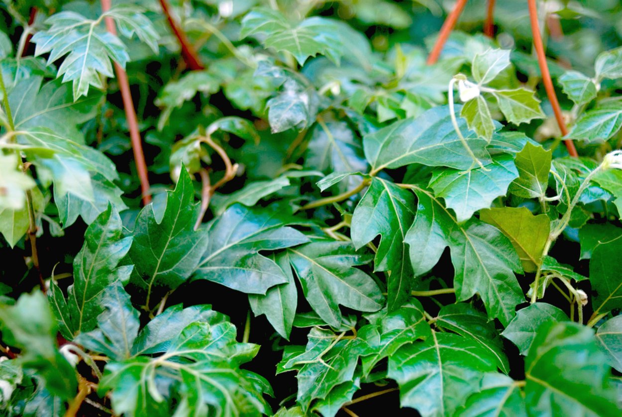 Циссус ромболистный Березка