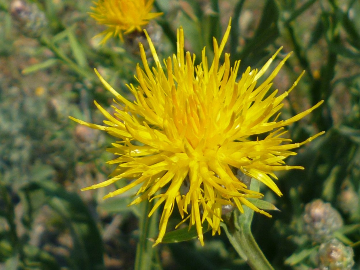 Василёк Талиева (Centaurea taliewii Kleop.)