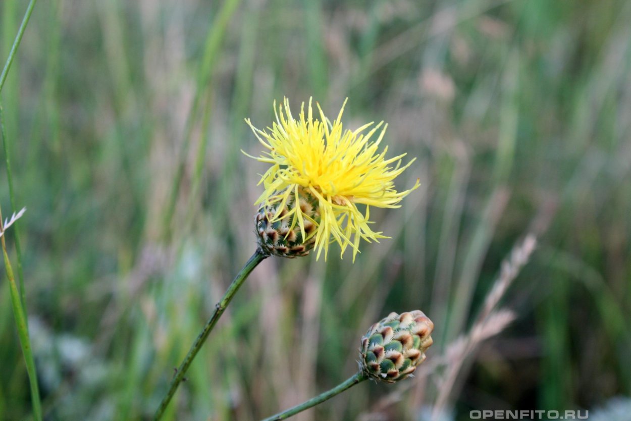 Василёк Дубянского
