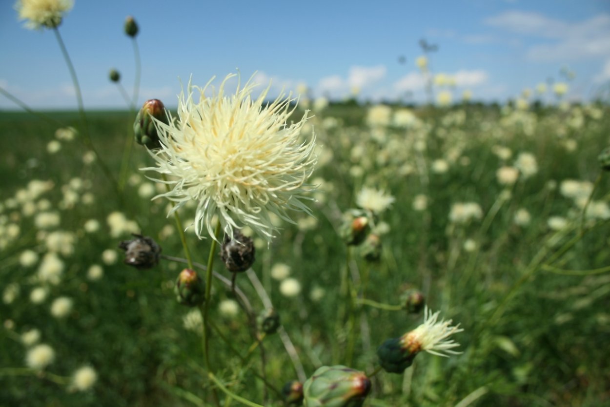 Василек Талиева - Centaurea taliewii