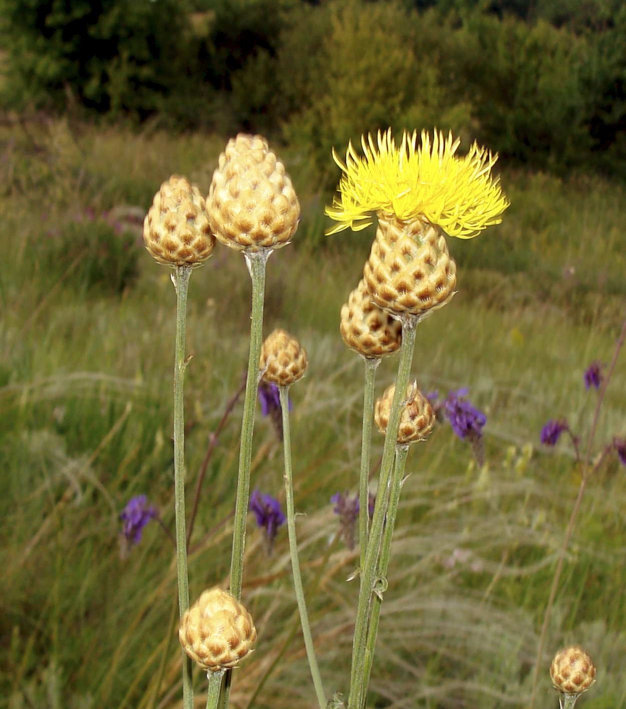 Василёк Дубянского