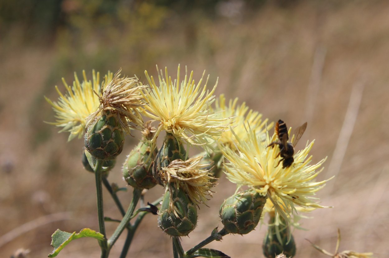 Centaurea ruthenica lam.
