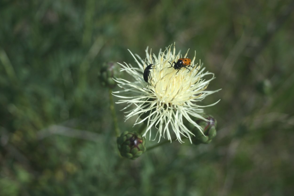 Василек Талиева фото