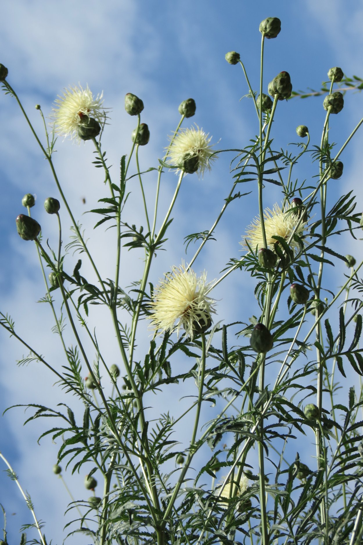 Василек русский Centaurea ruthenica lam.