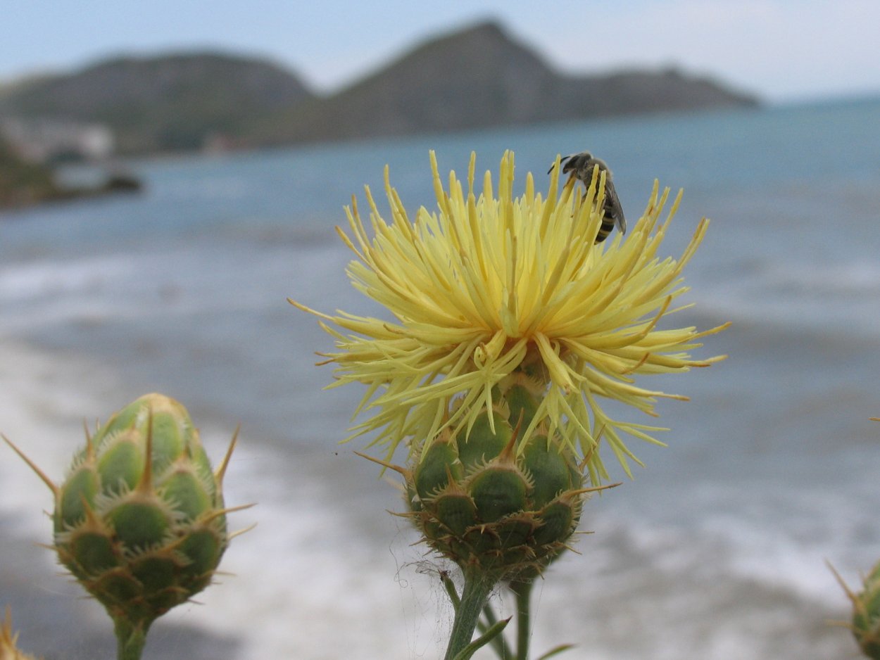 Василек Талиева - Centaurea taliewii