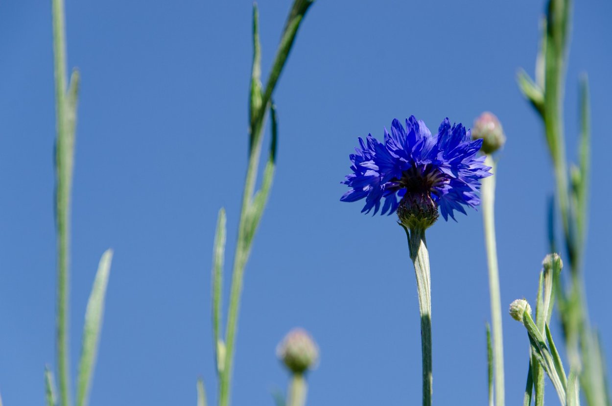 Василёк Дубянского