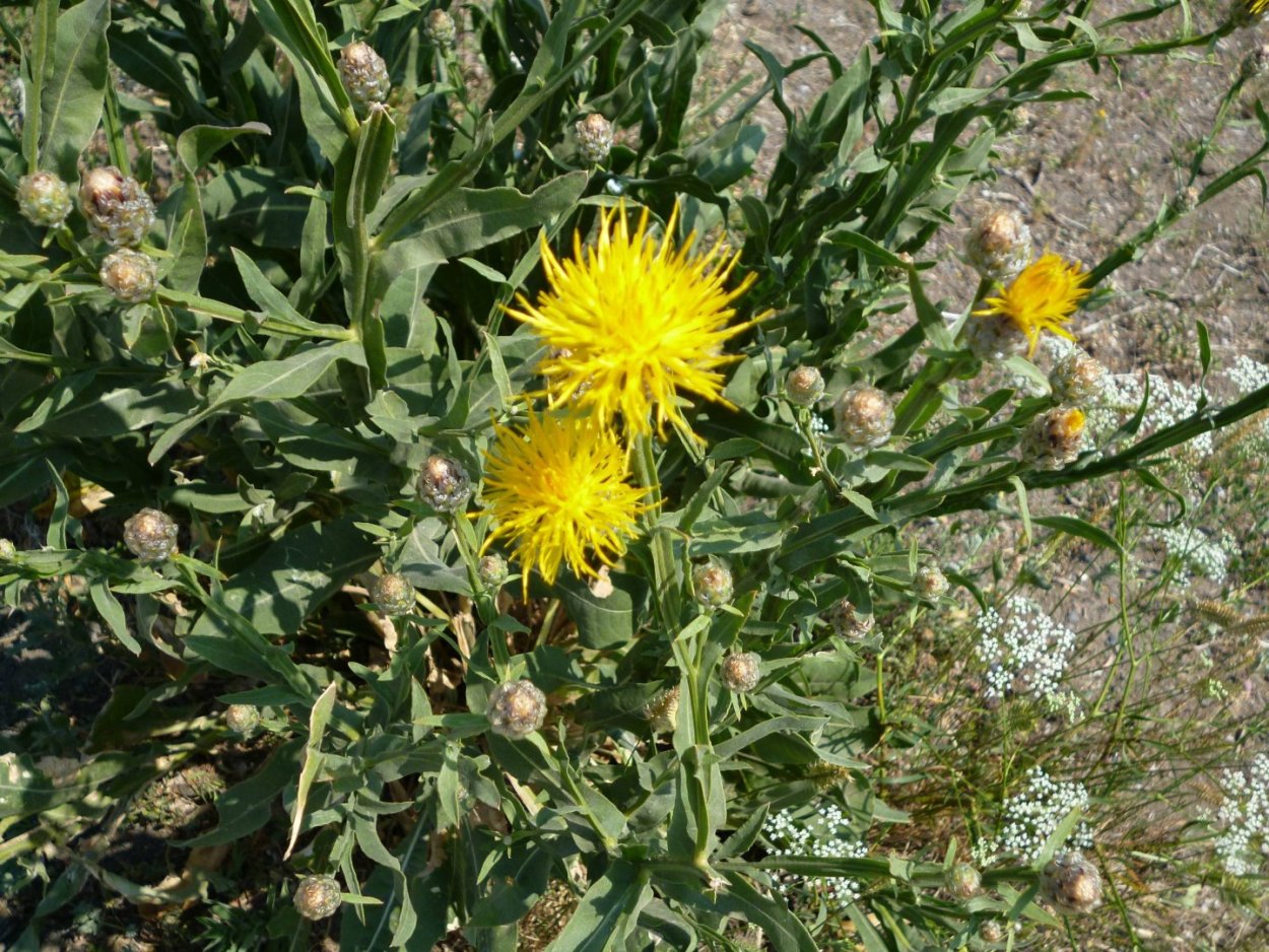 Василёк русский