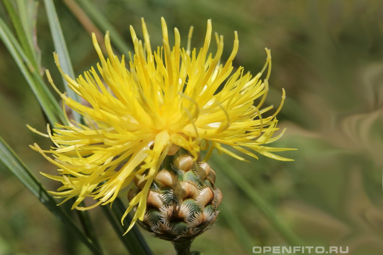 Василек Талиева - Centaurea taliewii