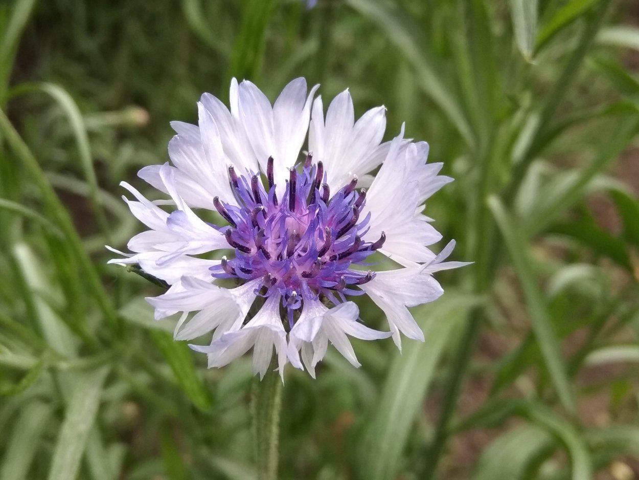 Maccherony Василек белый