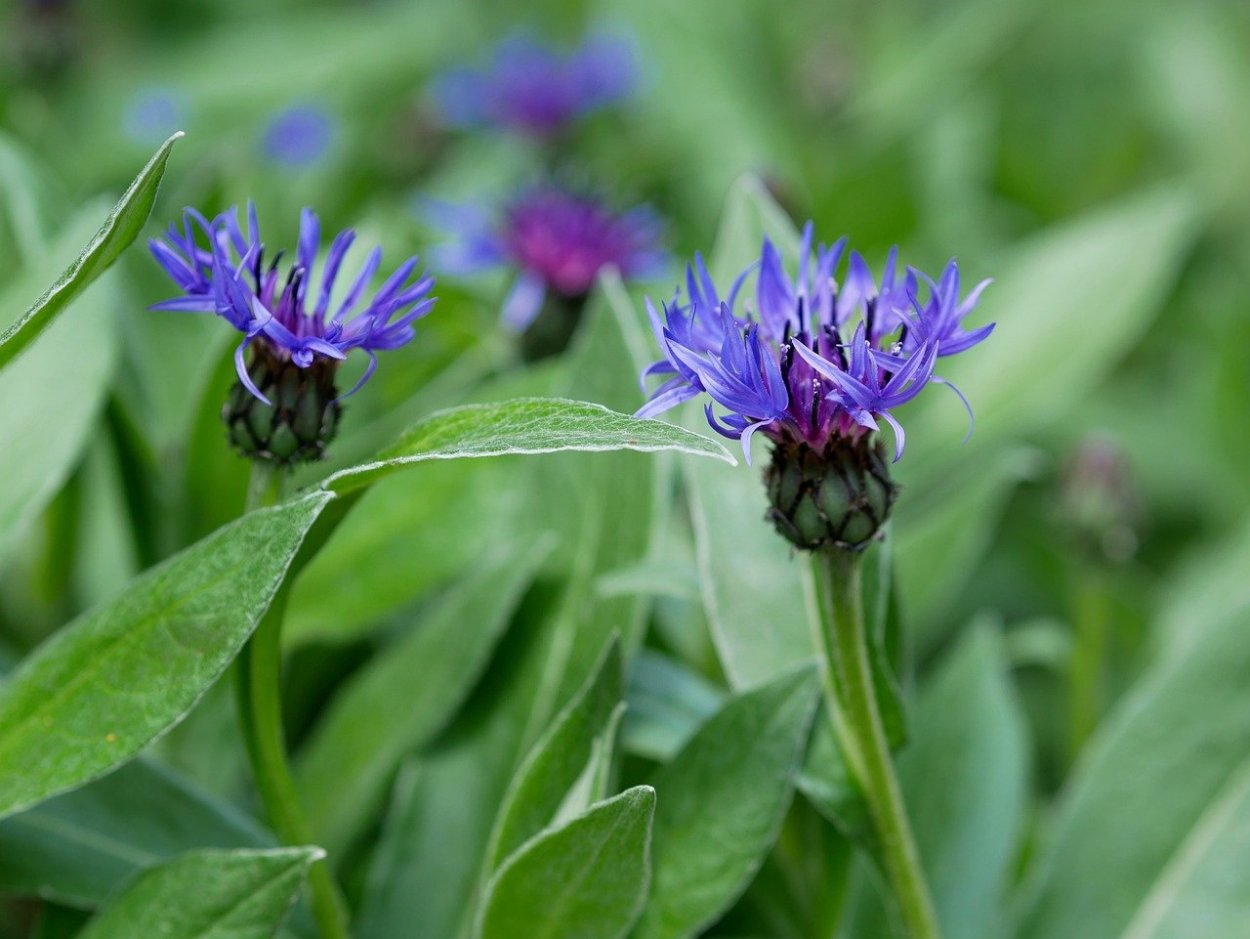 Василек (Волошка) подбеленный