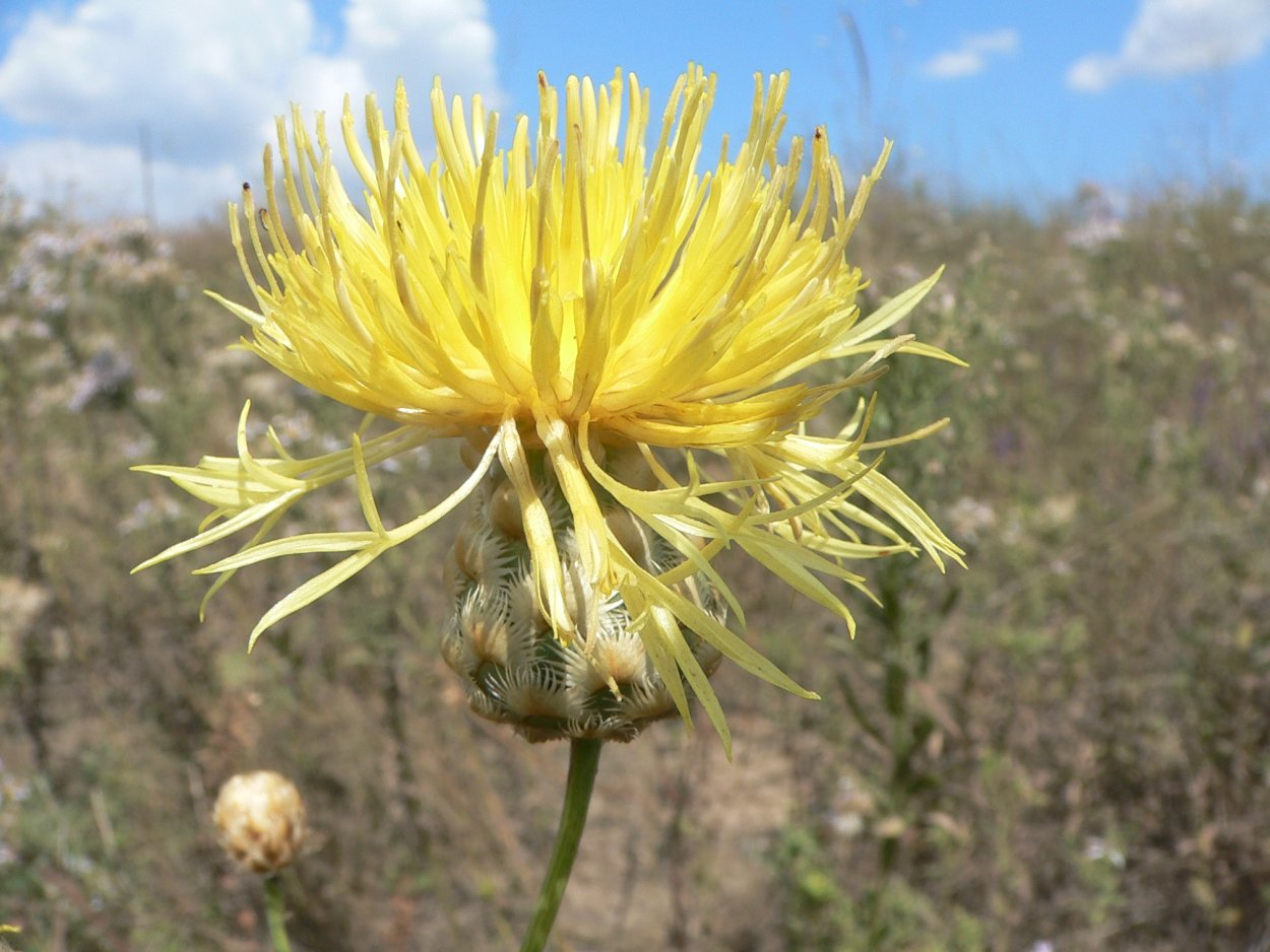 Василек Талиева - Centaurea taliewii