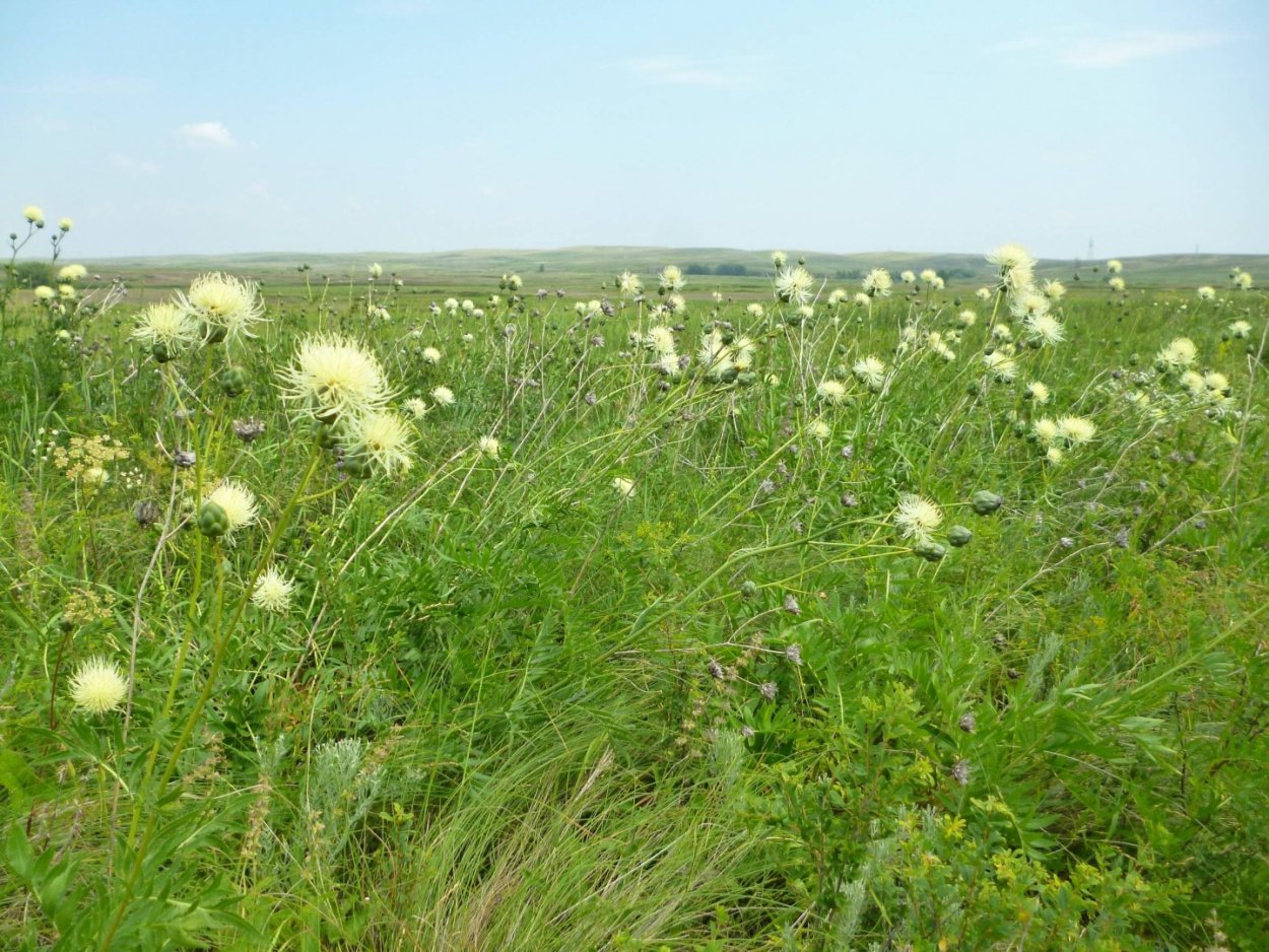 Василёк русский растение