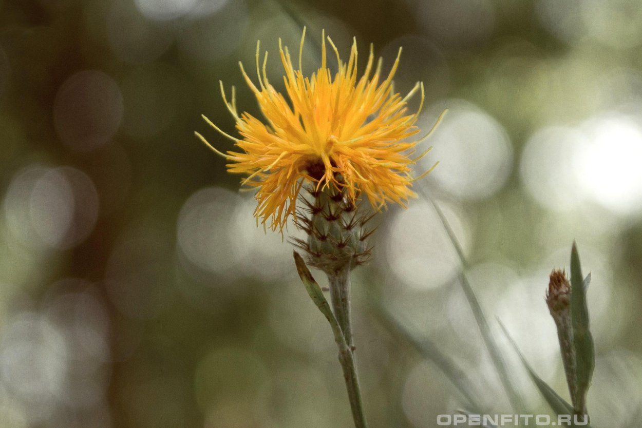 Василёк Дубянского
