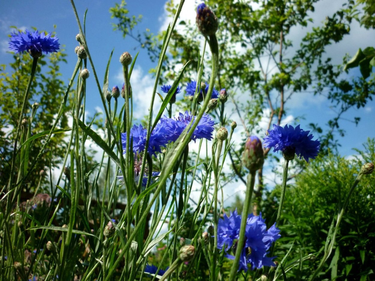 Цветок Василек Боровой