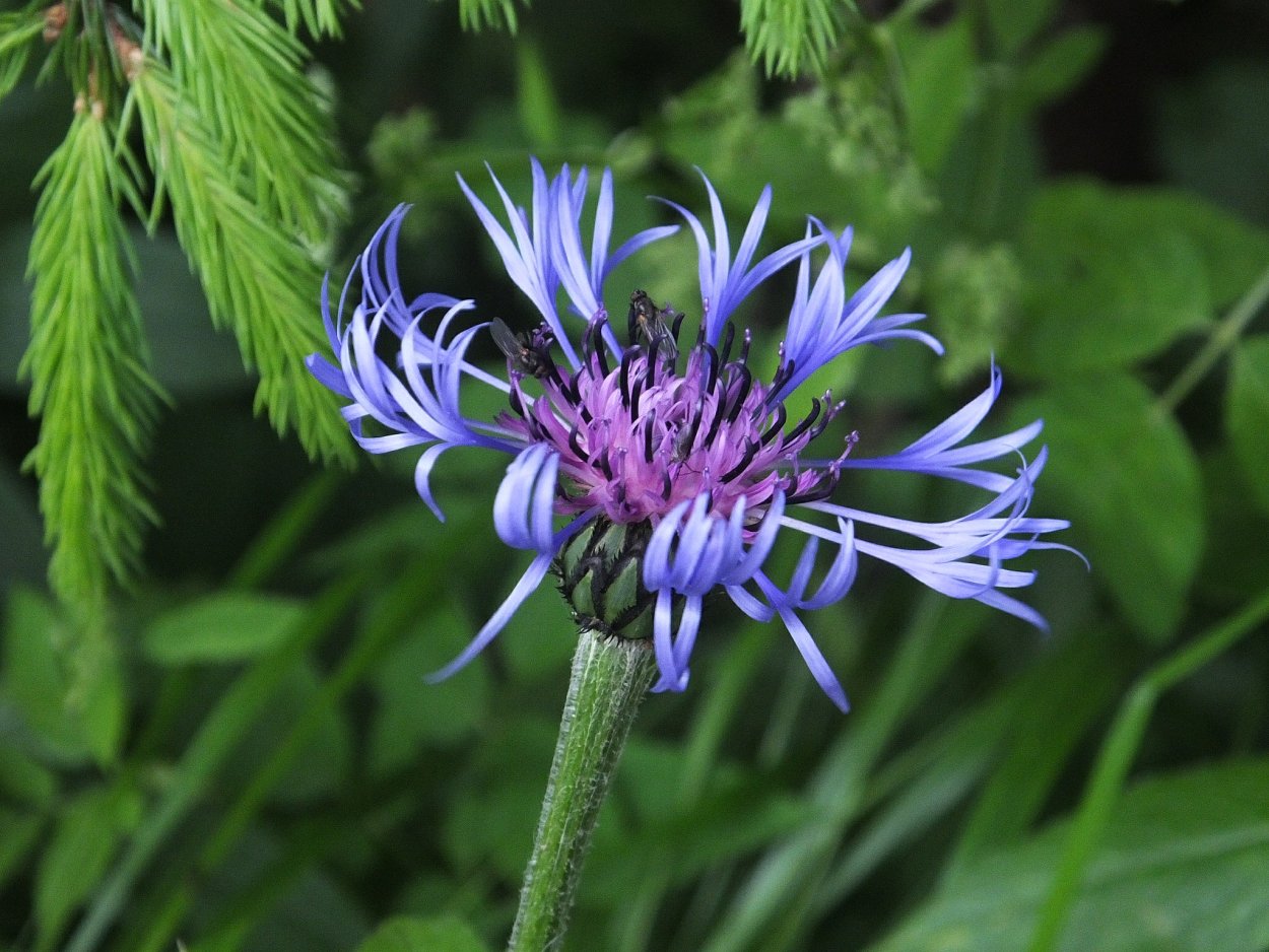 Centaurea marschalliana