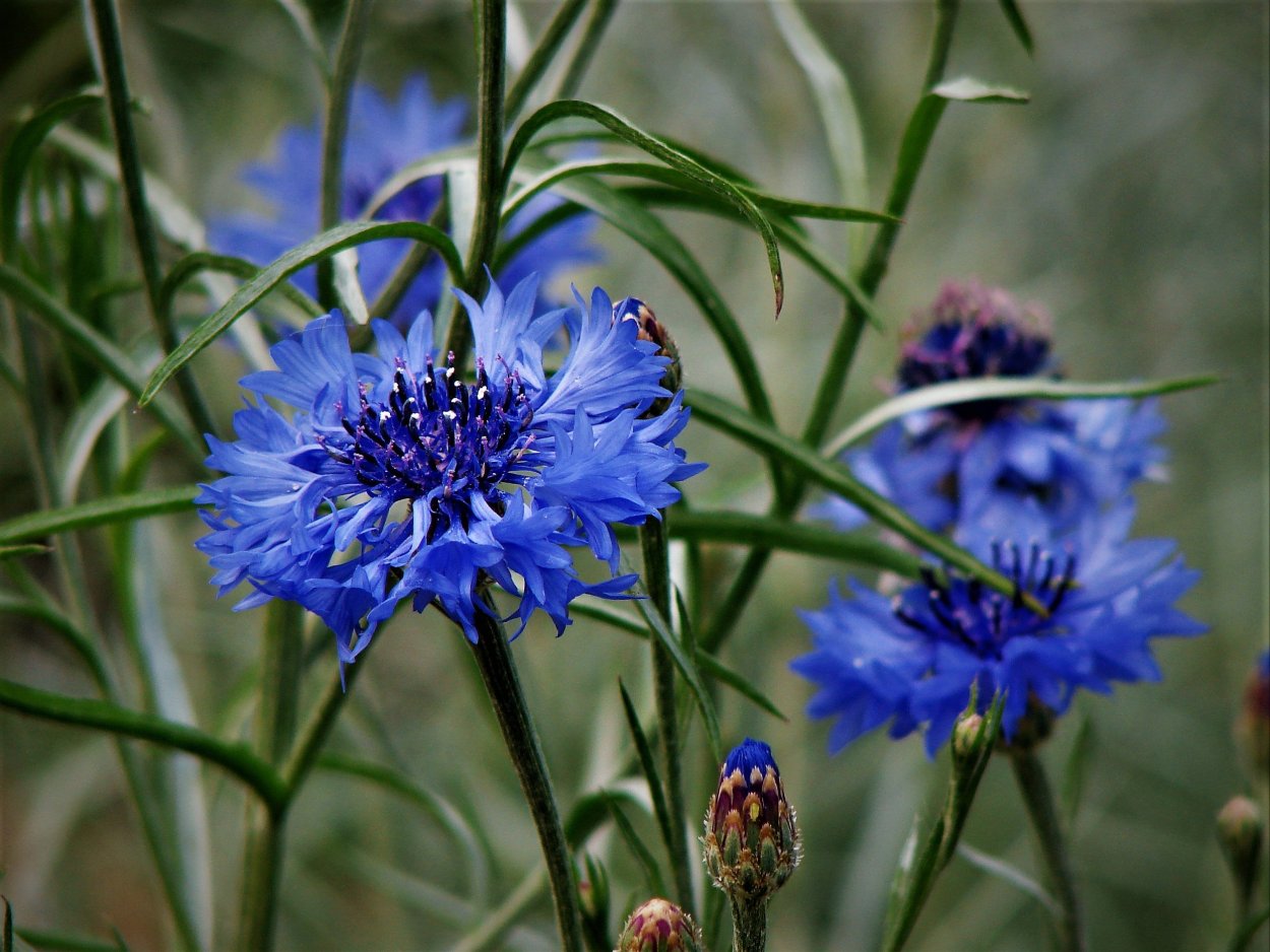 Василек медоносное растение