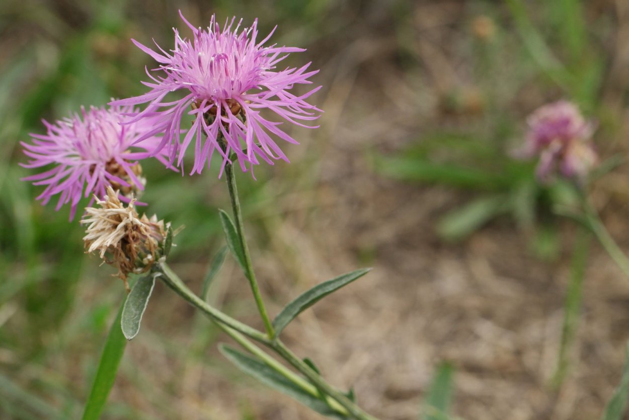 Centaurea pestalozzae