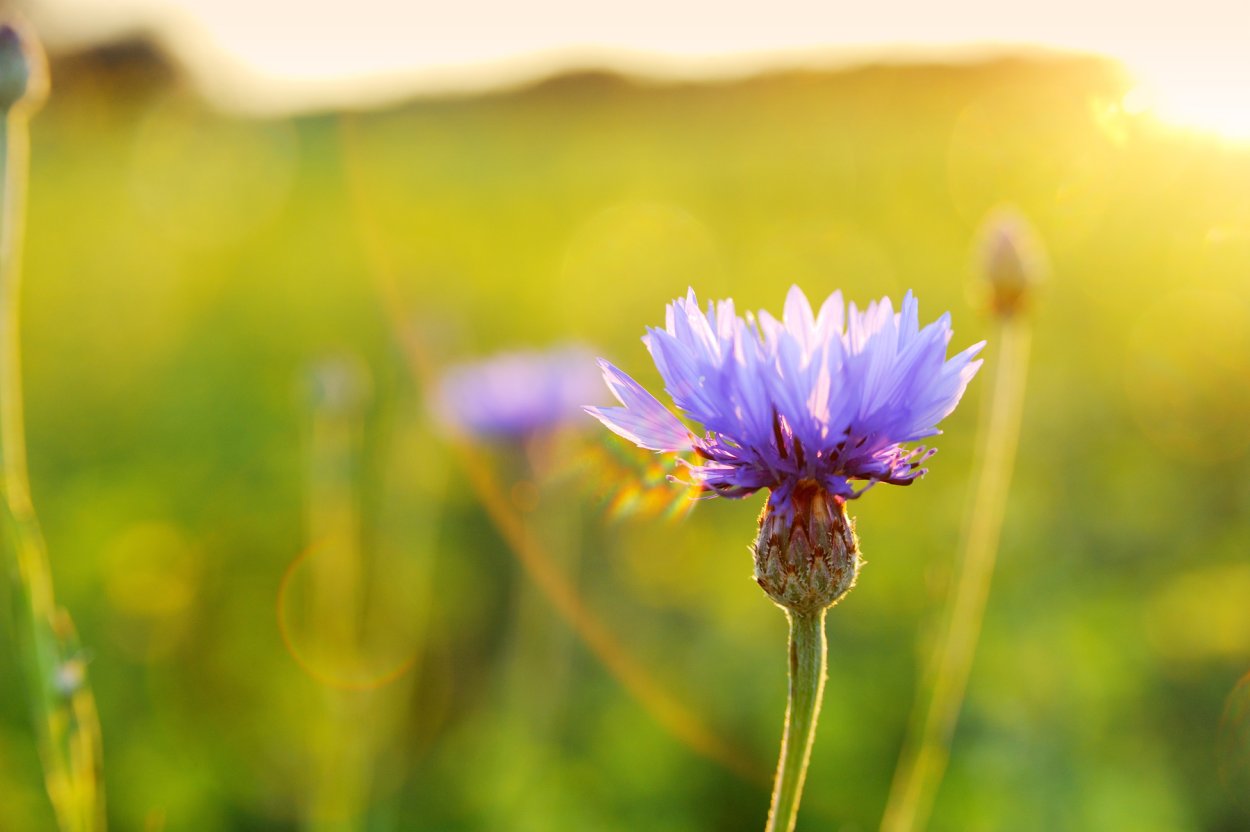 Василек пустынь