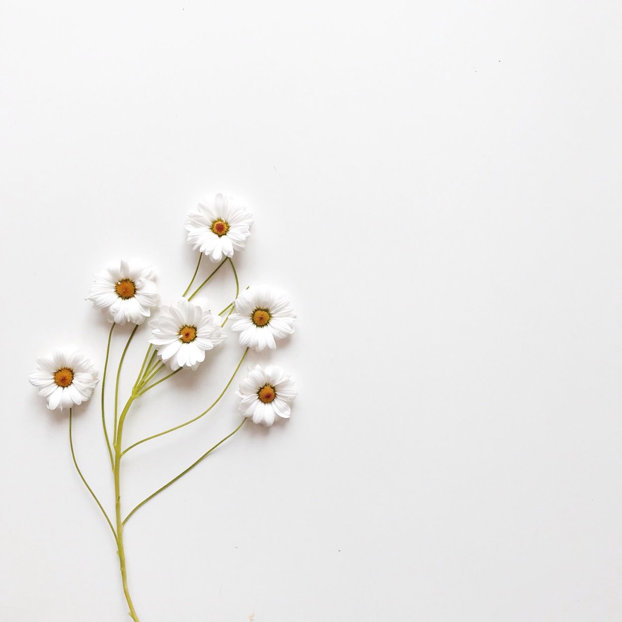 Минимализм в цветах