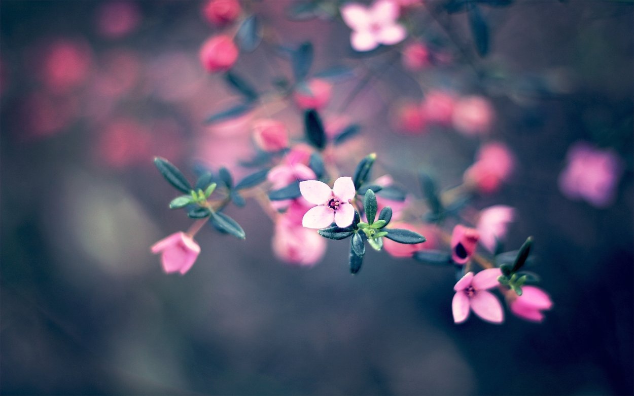 Нежный цветок