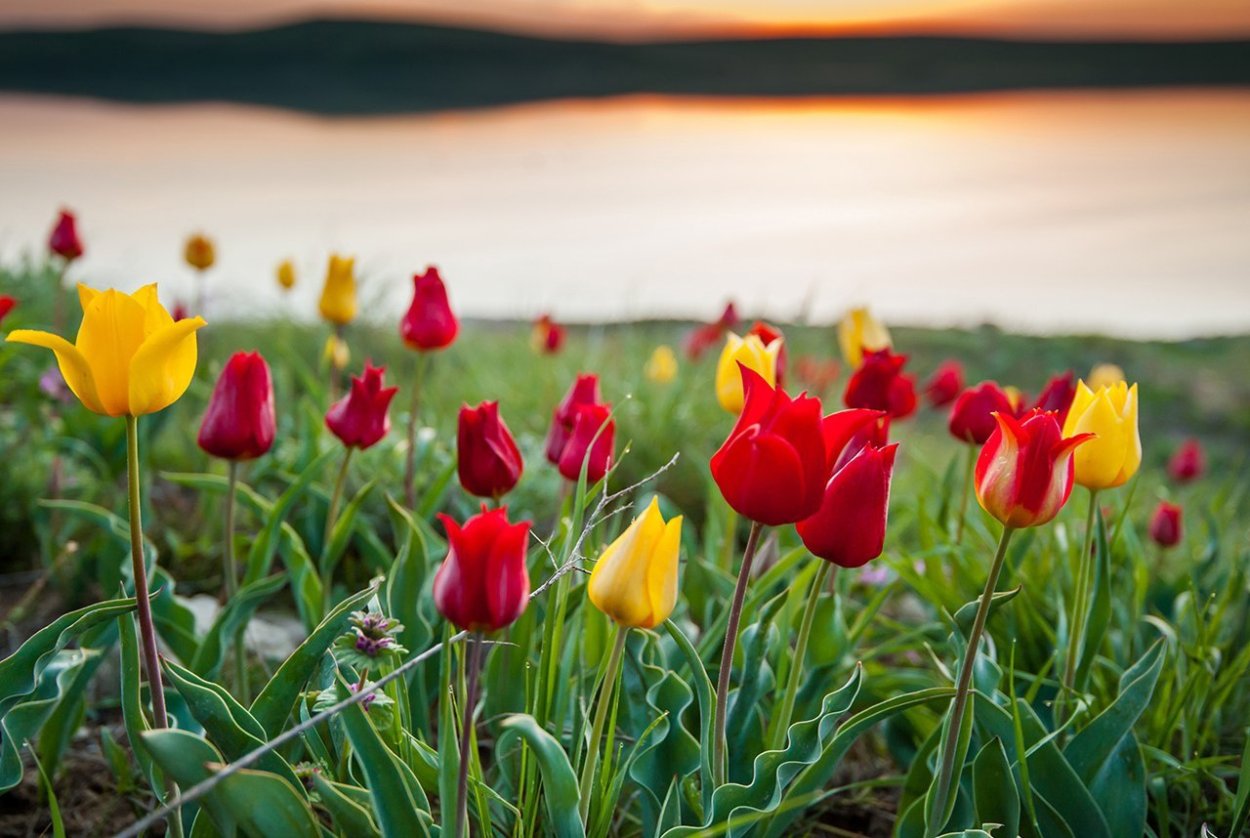 Тюльпан Шренка