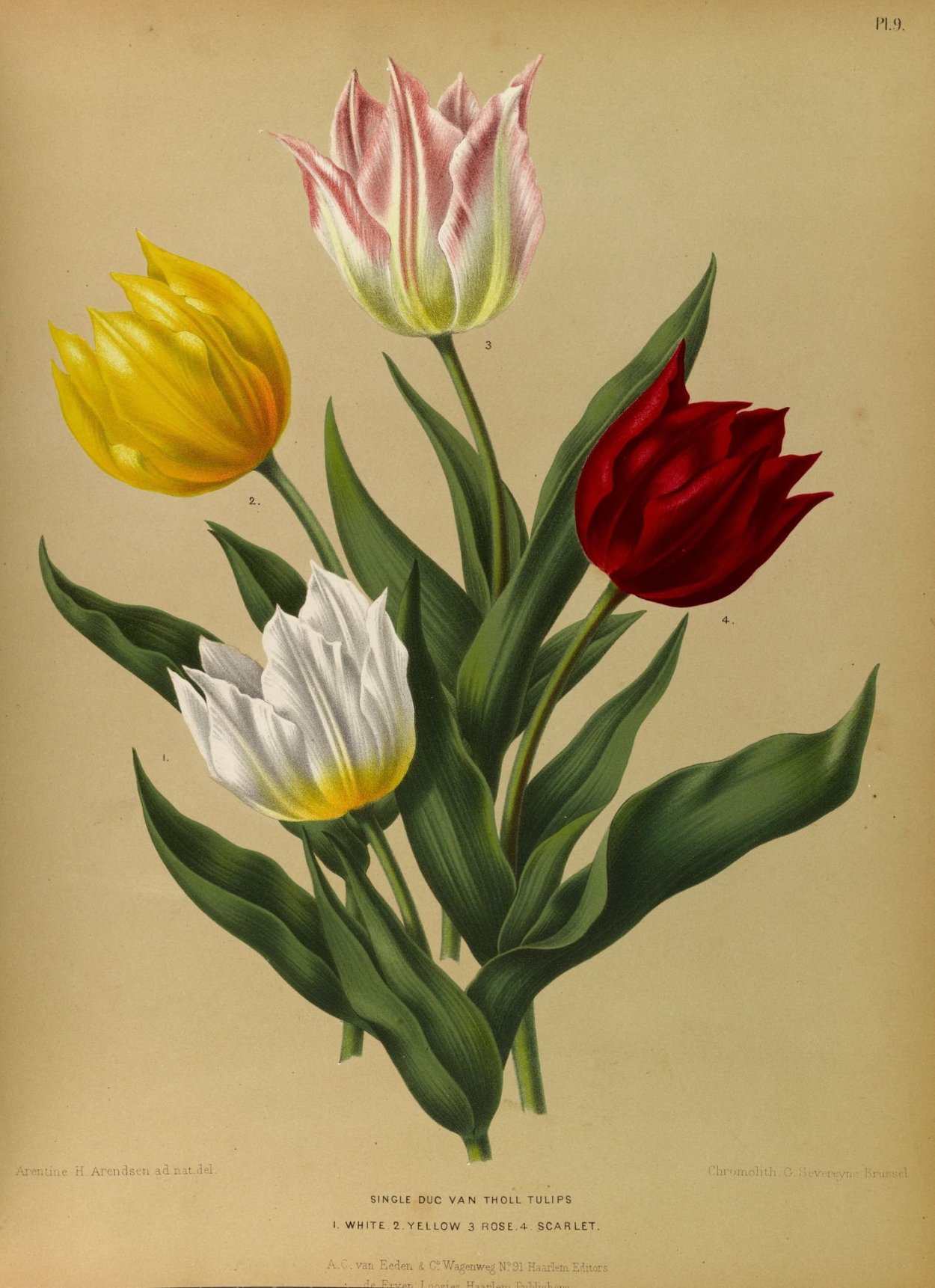 Tulipa Botanical