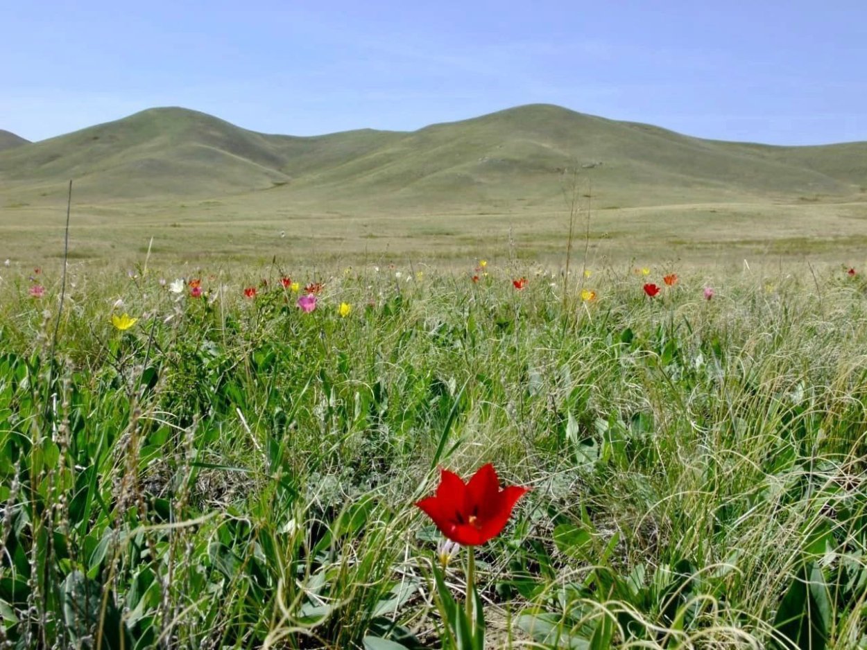 Тюльпаны Предуральская степь Горизонт Оренбург