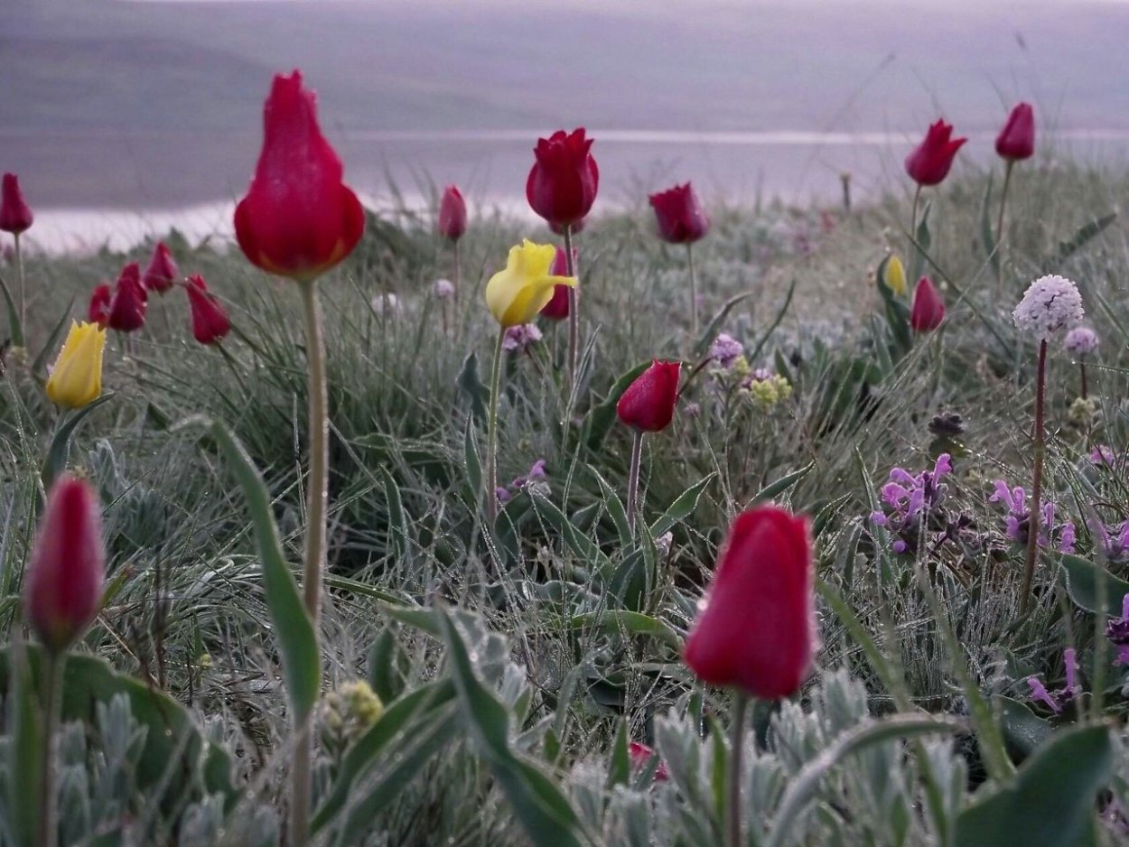 Тюльпанная степь Саратовской области